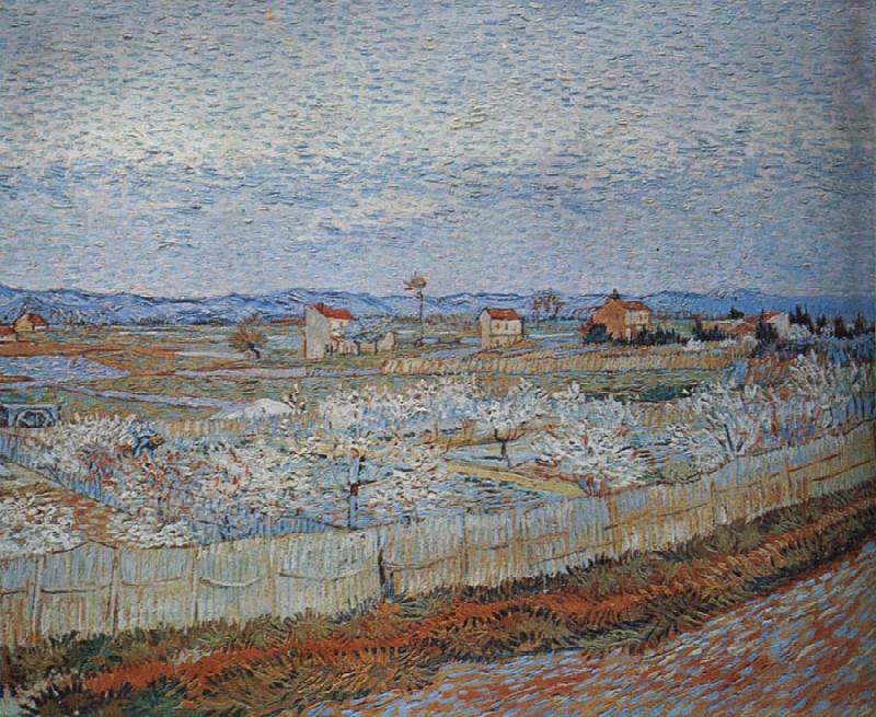 Vincent Van Gogh Peach trees in blossom